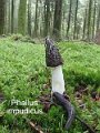 Phallus impudicus-amf1760-1
